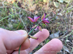 Polygala garcinii