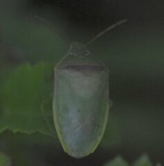 Piezodorus guildinii