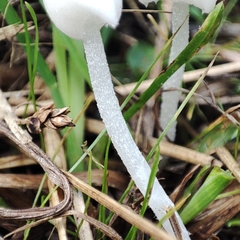 Coprinopsis lotinae