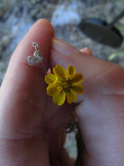 Melampodium longipilum