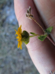 Melampodium longipilum