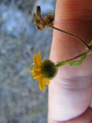 Melampodium longipilum