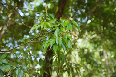 Lithocarpus konishii