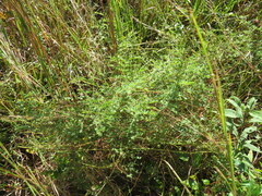 Mimosa microphylla