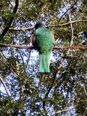 Trogon collaris