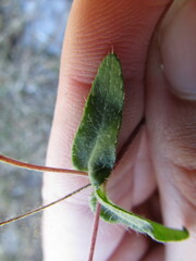 Melampodium longipilum