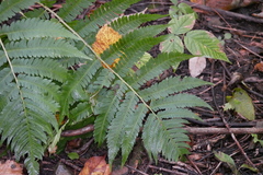 Dryopteris goldieana
