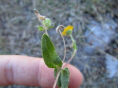 Melampodium longipilum
