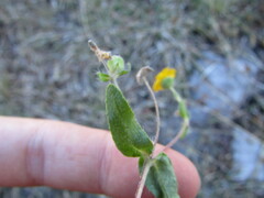 Melampodium longipilum