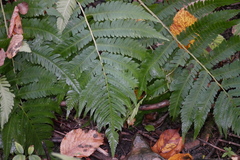 Dryopteris goldieana