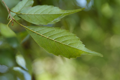Lithocarpus konishii