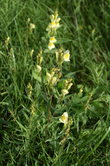 Linaria
