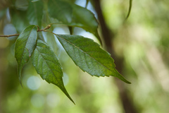 Lithocarpus konishii