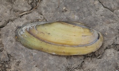 Unio pictorum