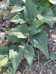 Cucurbita foetidissima