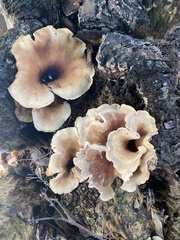 Cerioporus leptocephalus