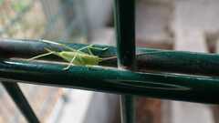 Meconema meridionale