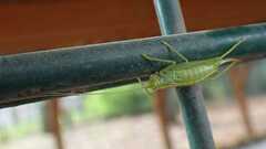 Meconema meridionale