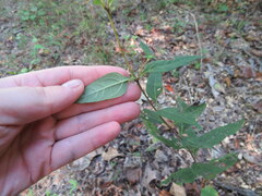 Helianthus eggertii