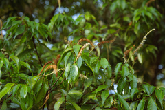 Lithocarpus konishii