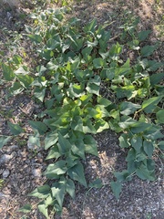 Cucurbita foetidissima