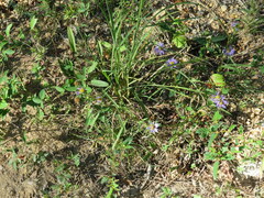 Eurybia hemispherica