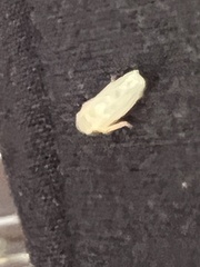 Cicadellidae