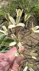Kohautia amatymbica
