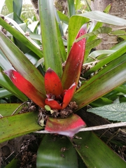 Guzmania
