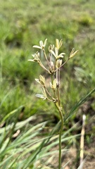 Kohautia amatymbica
