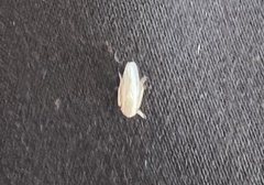 Cicadellidae