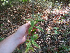 Lysimachia quadrifolia