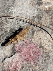 Oedipoda caerulescens