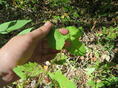 Eupatorium pubescens