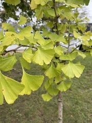 Ginkgo