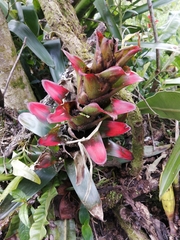 Guzmania
