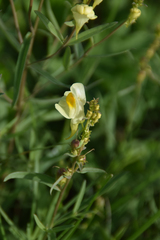 Linaria