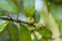 Lithocarpus konishii