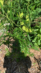 Gomphocarpus physocarpus