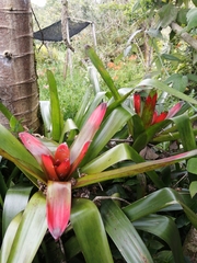 Guzmania