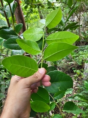 Ottoschulzia rhodoxylon