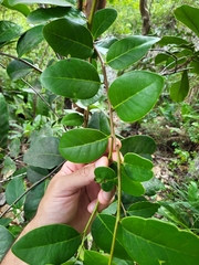 Ottoschulzia rhodoxylon