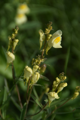 Linaria