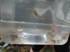 Macrobrachium asperulum