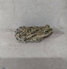 Rhinella granulosa