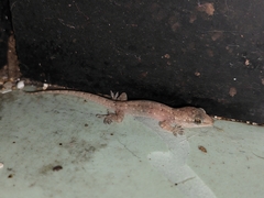 Hemidactylus bowringii