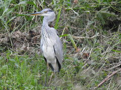 Ardea cinerea
