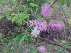 Mimosa distachya