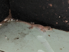 Hemidactylus bowringii