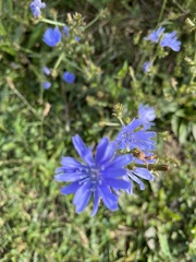 Cichorium